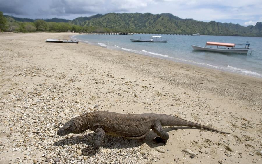 Δράκοι του Κομόντο ζούσαν κάποτε στη Θεσσαλονίκη