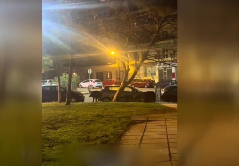 Αγέλη από αγριογούρουνα εθεάθη στην Ανω Τούμπα (βίντεο)
