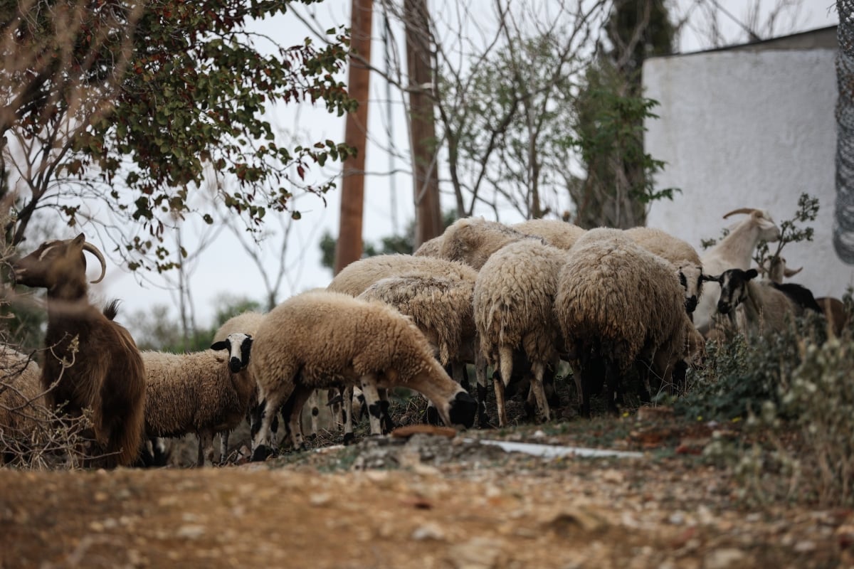 Θερίζει η ευλογιά αιγοπροβάτων – 8 μέτρα για να σωθούν τα κοπάδια