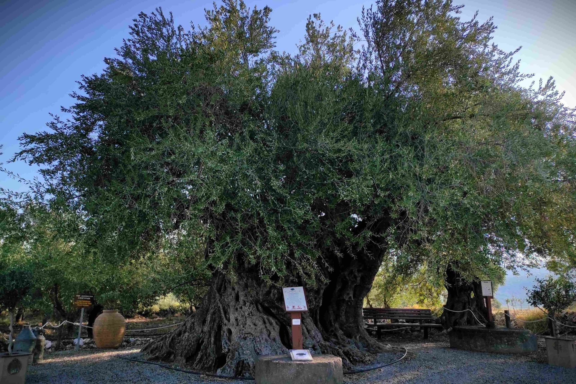 Η Γηραιότερη Ελιά της Πελοποννήσου εντάσσεται στο «Δίκτυο Αιωνόβιων Δέντρων Ελληνικής Επανάστασης»