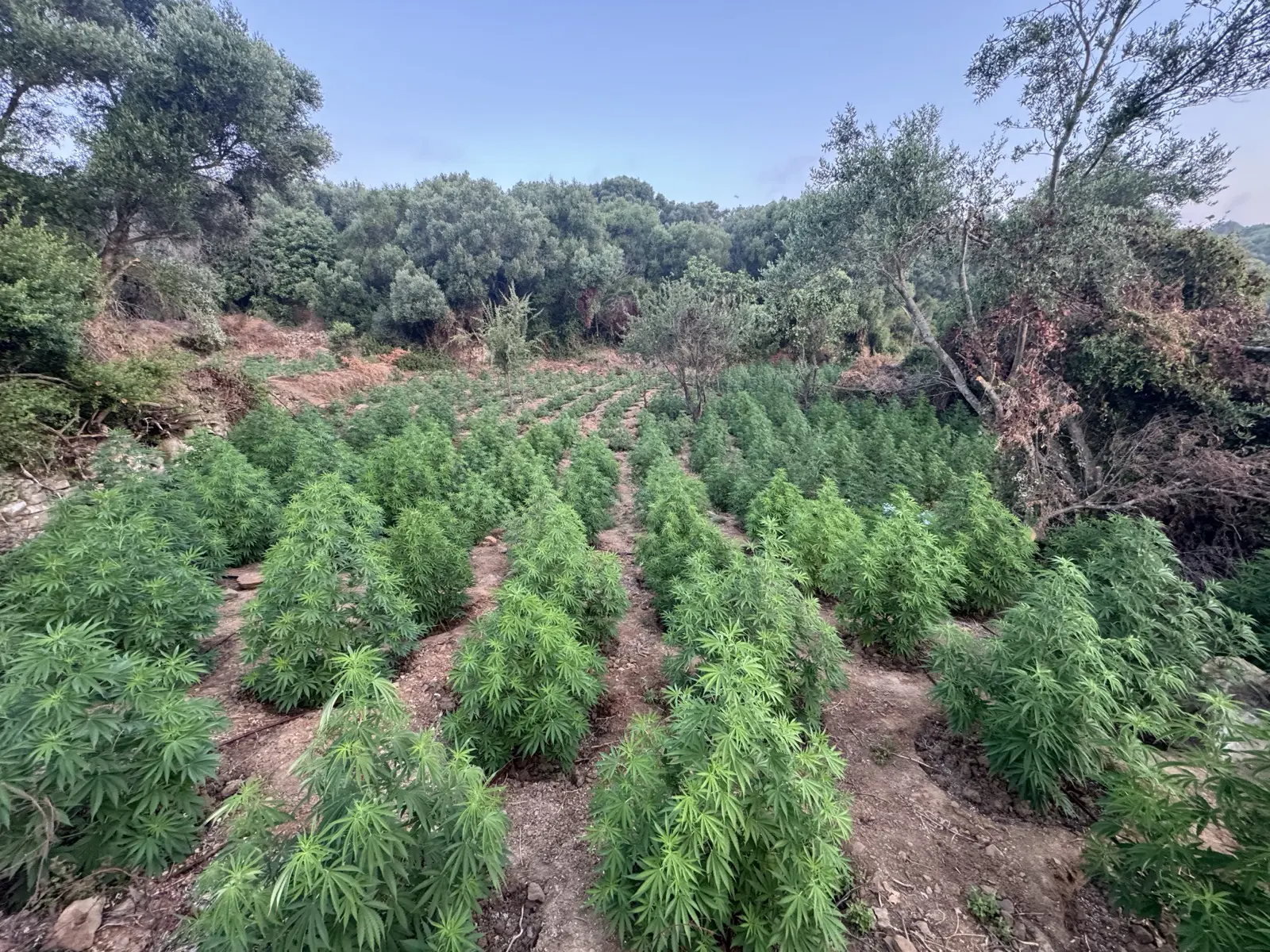 Mεσσηνία: Στο φως φυτεία με 1.500 δενδρύλλια κάνναβης – 2 συλλήψεις