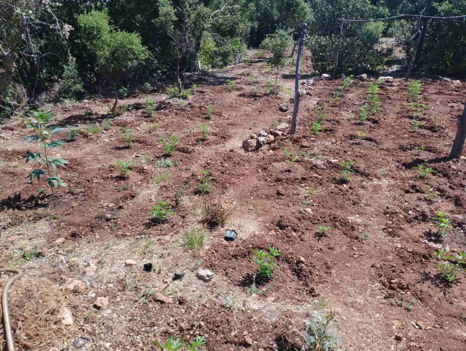 Αρκαδία: Θα κέρδιζαν 3 εκατ. ευρώ από φυτεία 1.500 δενδρυλλίων κάνναβης